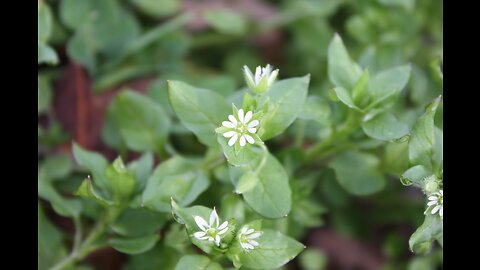 Chickweed (Stellaria media)