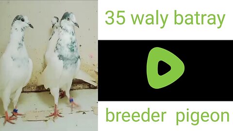 35waly batray beautiful pigeon