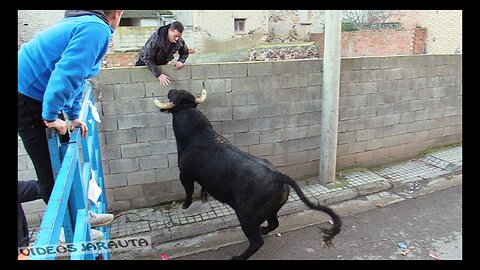 POZUELO DE ARAGON ( ZARAGOZA ) TARDE VACAS CALLE ( DOMINGO 15 ENERO 2023 ) VIRGEN DE SANCHO ABARCA