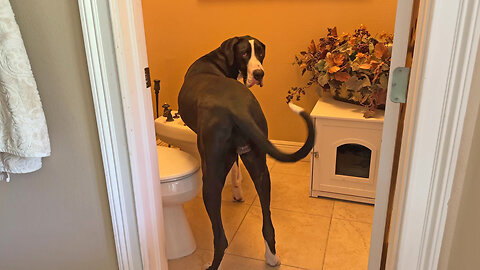 Clever Great Dane tries to turn on bidet doggie drinking fountain