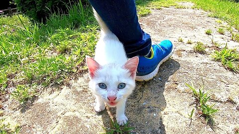 When I went around the park and went to the kitten again, I ran up with great speed