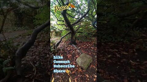 Peace🍂 #nature #naturelovers #trees #tree #naturespirit #naturebeauty #wildlife #outdoors #walking