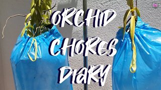 Orchid Chores | Garbage Bag Humidity Hack | Moving Rupicolous Laelias | Broken Baskets #mingikazi