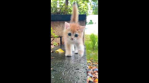 cute cat 😺 beautiful cat trending animal