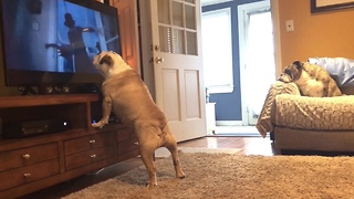 Bulldog gets a big scare during horror scene