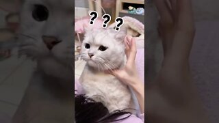 FUNNY CUTE KITTEN - Tiktok Compiled #Shorts