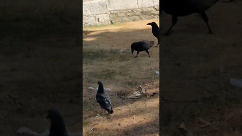 Raven catches crisp #toweroflondon