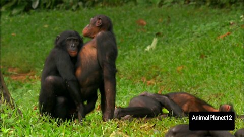 Bonobo Love _ Wild Wives of Africa- monkey- part-2-(AnimalPlanet12)(1080P_HD).mp4