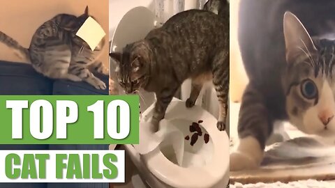 TOP 10 CAT FAILS