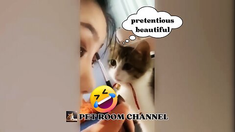 Random behavior of cats 🐱 and dog 🐶 | funny animal videos -pet room