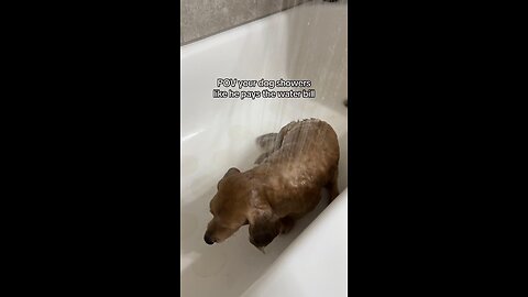 Dog Loves Water In Shower