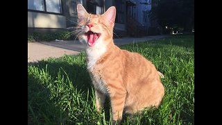 Playful blind cat runs right into doorway