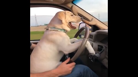 Dog driving car