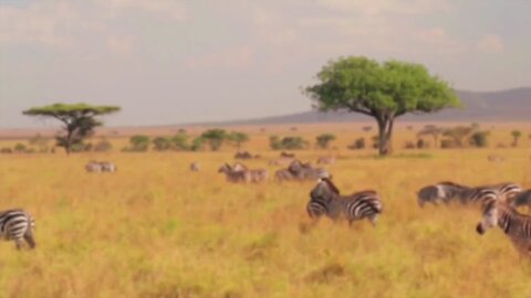 Wild life animal | Safari Momemts | Forest | HD videos