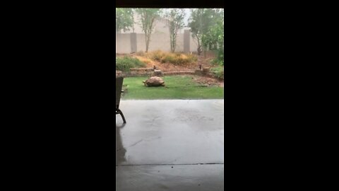 Vern the tortoise is not bothered by the rain