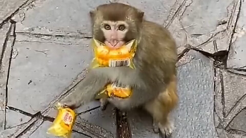 monkey funny video Animal funny dog funn cat funny