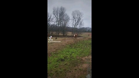 Momma cow and baby bull calf.