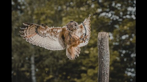 owl wings