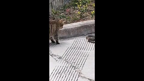 cat funny moments