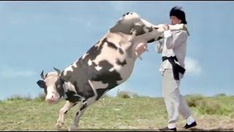 Funny Cow Fight Kung Fu Animal Humor Eastern Eastern Ninja Animal