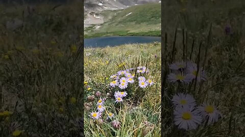 Wildflowers of the Rockies #carolinagirl #Wildflowers #coloradorockies