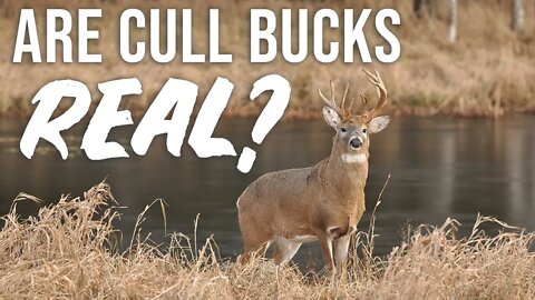 The Truth About Cull Bucks | Part 1