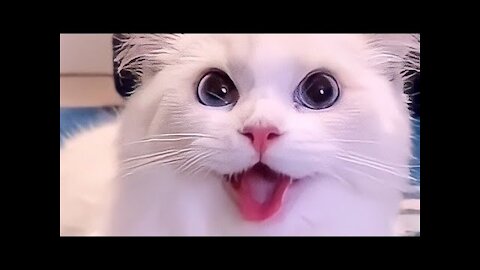 funny video-funny animals- cat-dog-pet-.webm