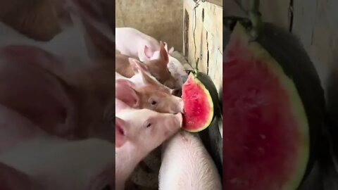 Dogs help their masters feed pigs