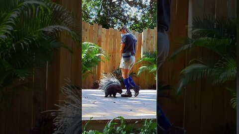 Porcupine’s Tricks at Tampa Zoo #porcupines #zoo #tampa #tampazoo #animalshorts #animalsfunny