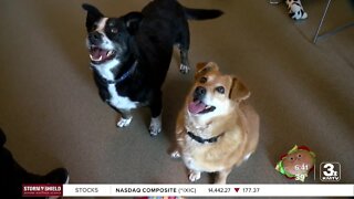 Adoption Option: Max and Milena at Midlands Humane Society