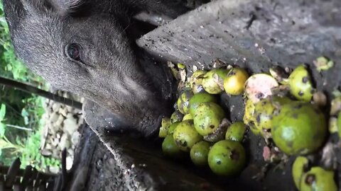 11. Wilderness survival, trapping, feeding wild boar.