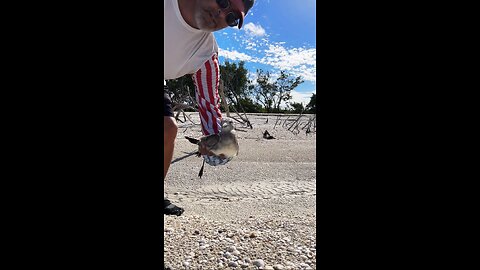 Livestream Replay | Keewaydin Tour & Bird Rescue