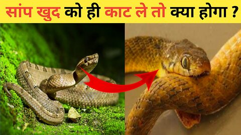 सांप खुद को ही काट ले तो क्या होगा 😮 - Facts Growmore