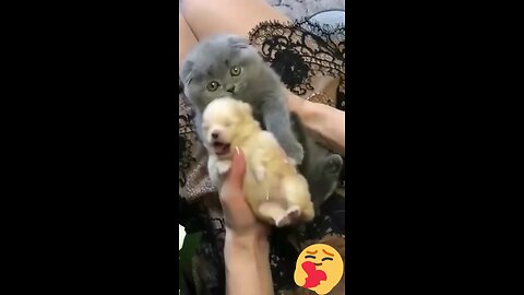 Hey one in a Million love cat 😻💖🐶 Cute kitten hugs puppy