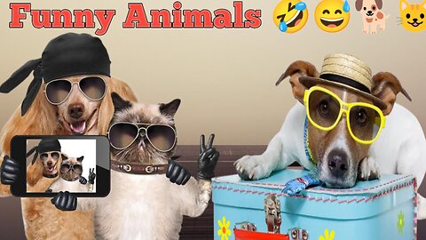 Funny Animals 2923 _ Cute Dogs 🐕 And Cats 😺 Club Videos ||