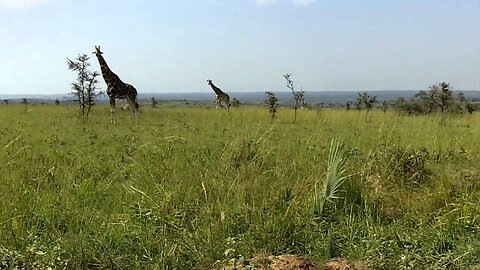 Safari Day 2: Savannah VI -- Giraffe