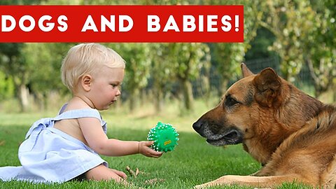 Cute Babies Playing with Dogs Compilation #1