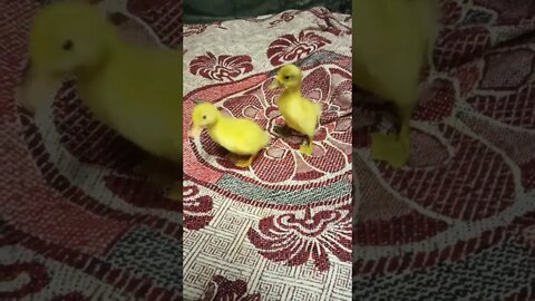 Cute Ducklings born in the incubator