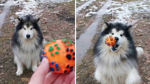 Dog training adorable husky puppy with ball