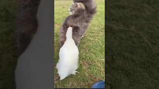 FUNNY CUTE KITTEN - Tiktok Compiled #Shorts