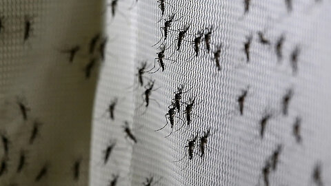 This is Bill Gates’ mosquito factory in Colombia. 30 million GMO Squitos every week >11 countries.