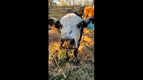 Curious Cow