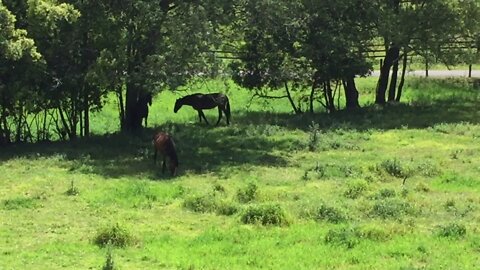 Cleo, Tuppy and Bonnie's first morning after being moved to Wyong Creek