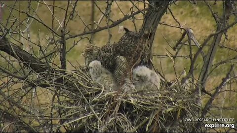 Rodger's Place-Third Owlet Sneak Peek 🦉 4/21/22 10:52