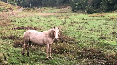 Pretty brumby palomino with muddy feet