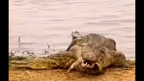 Hungry Crocodile