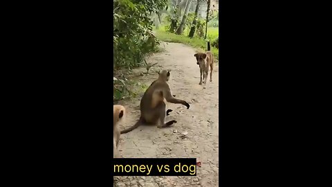 35 Chaotic Battles Of Angry Monkeys Rushes Into The Dog's Territory To Attack | Animal Fight