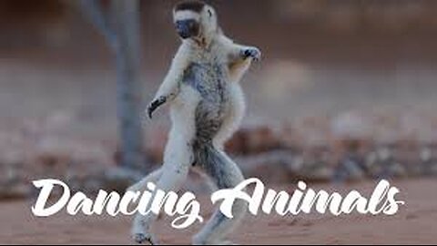 Dancing animals are 🙀🤣