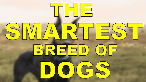 The Smartest Breed of Dogs