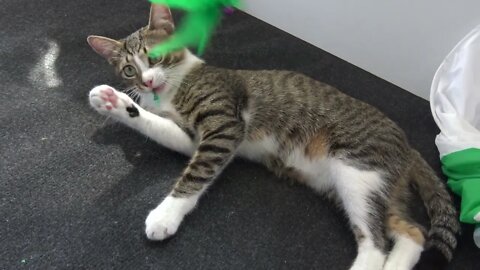 A Feather Stuck to the Nose of the Funny Kitten